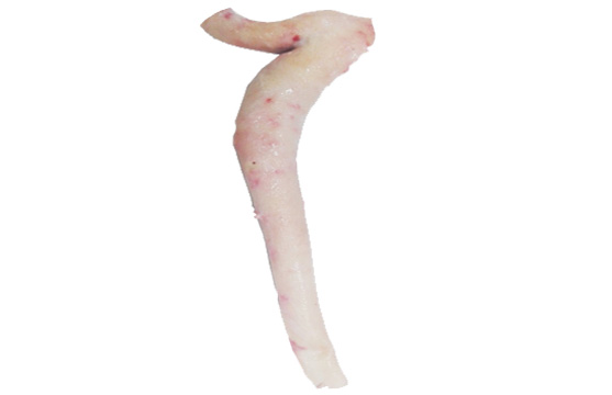 Aorta Exporters